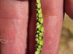 Paspalum pubiflorum glabrum