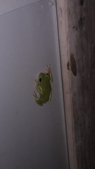 Agalychnis dacnicolor