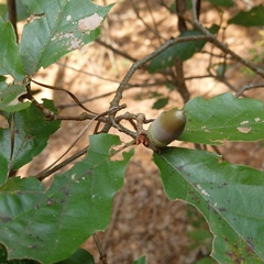 Quercus serrata