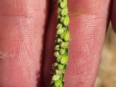 Paspalum pubiflorum glabrum