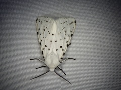 Spilosoma punctaria