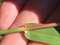 Paspalum pubiflorum glabrum