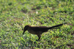 Quiscalus major westoni