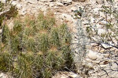 Echinocereus stramineus