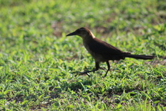 Quiscalus major westoni