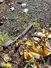 Astragalus schelichowii