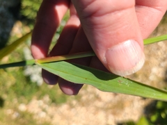 Paspalum pubiflorum glabrum