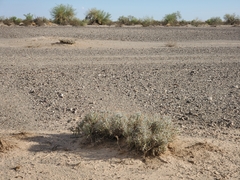 Cylindropuntia ramosissima