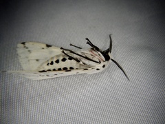 Spilosoma punctaria