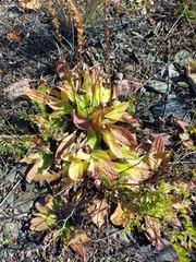 Plantago depressa