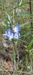 Thelymitra megcalyptra