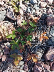 Potentilla fragarioides