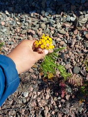 Tanacetum vulgare boreale