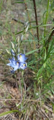 Thelymitra megcalyptra