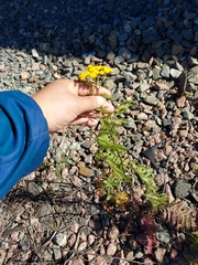Tanacetum vulgare boreale