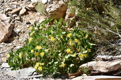 Eucnide bartonioides