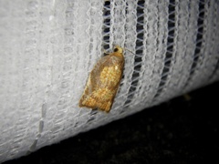 Acleris pulchella