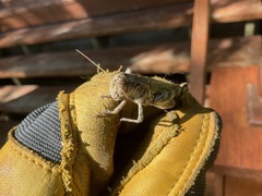 Melanoplus ponderosus