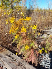 Tanacetum vulgare boreale