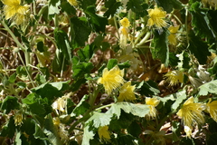 Eucnide bartonioides