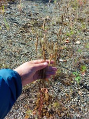Gentianopsis barbata