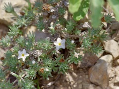 Euploca confertifolia