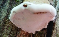 Fomes excavatus