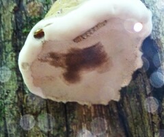 Fomes excavatus
