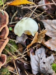 Hygrophorus chrysodon