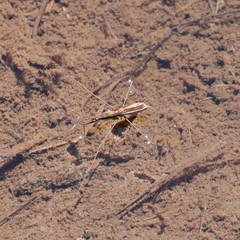 Limnoporus notabilis