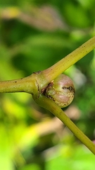 Ampelomyia vitispomum