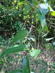 Smilax lanceifolia