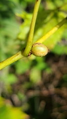 Ampelomyia vitispomum