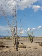 Fouquieria splendens splendens