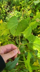 Ampelomyia vitispomum