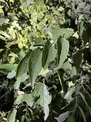 Celtis reticulata