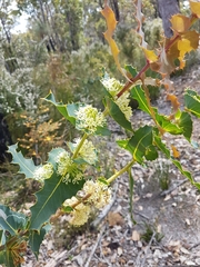 Hakea amplexicaulis