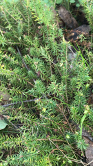 Ericaceae