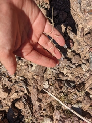 Bouteloua aristidoides