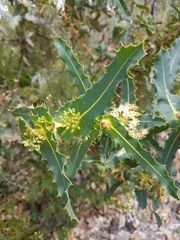 Hakea amplexicaulis