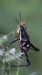 Sphenarium