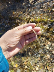 Elymus sibiricus