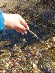 Elymus sibiricus