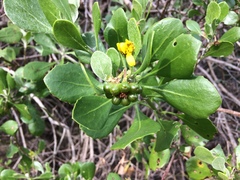 Osteospermum moniliferum