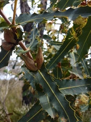 Hakea amplexicaulis
