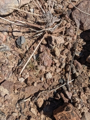 Bouteloua aristidoides