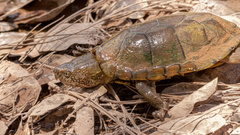 Kinosternon sonoriense