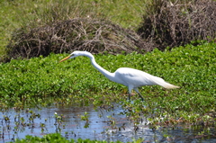 Ardea alba