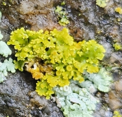 Xanthomendoza ulophyllodes