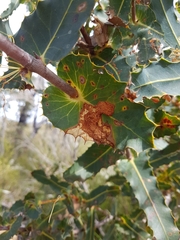 Hakea amplexicaulis